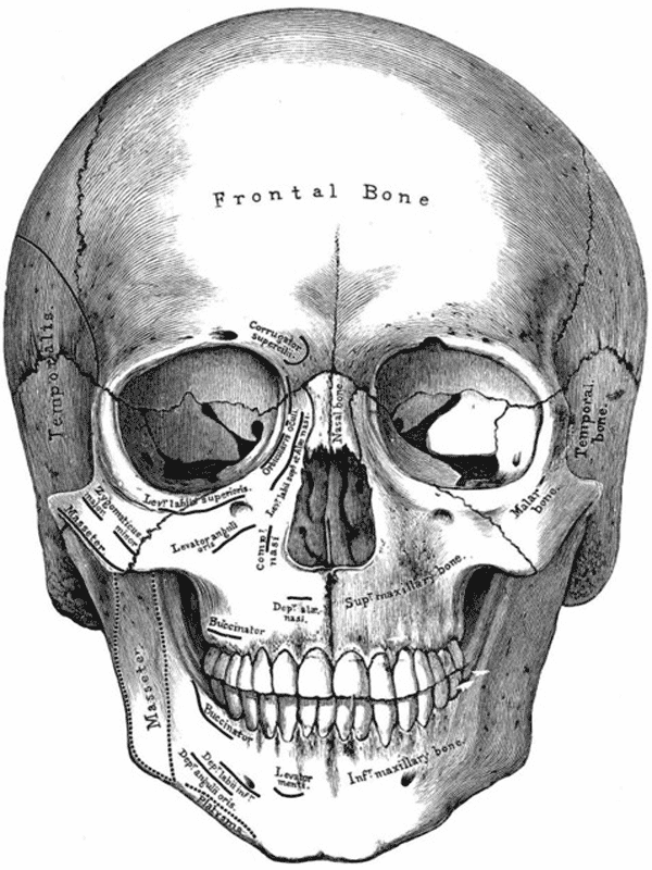 Anatomical illustration of the human skull from the front for Other e-reader wallpaper or screensaver featuring skull and anatomy and more
