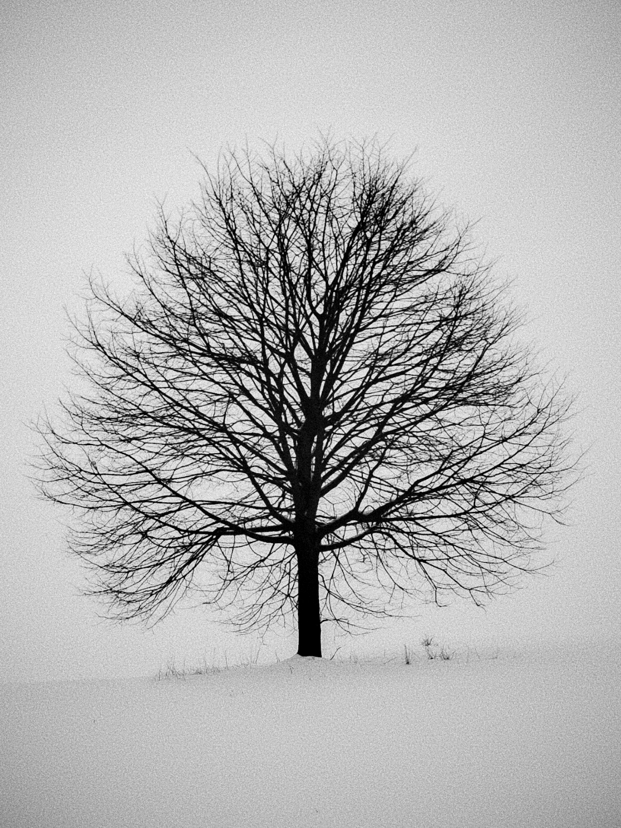 Bare tree in snow covered field for Other e-reader wallpaper or screensaver featuring winter and tree and more