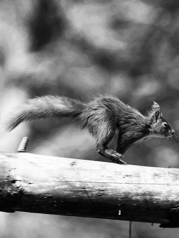 Squirrel running on a log for Other e-reader wallpaper or screensaver featuring squirrel and animal and more