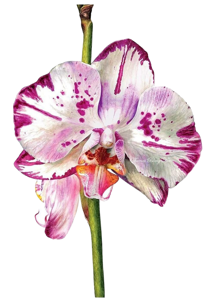 Orchid for Kobo Clara e-reader wallpaper or screensaver featuring nature and flower and more