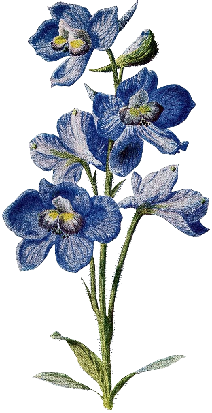 Blue Flowers for Kobo Clara e-reader wallpaper or screensaver featuring flowers and blue and more