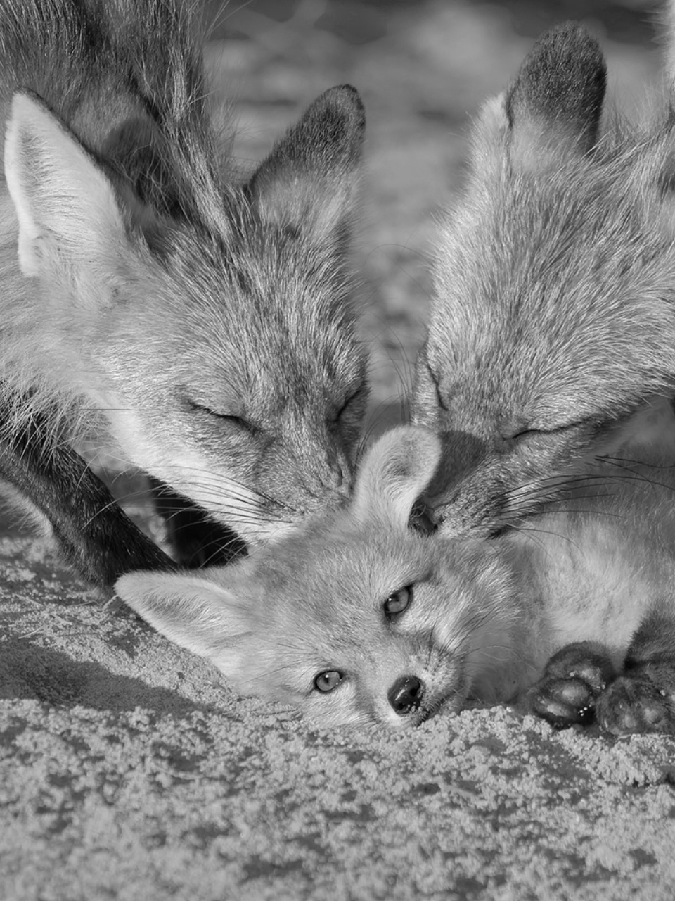 Three foxes huddled together for Other e-reader wallpaper or screensaver featuring fox and wildlife and more