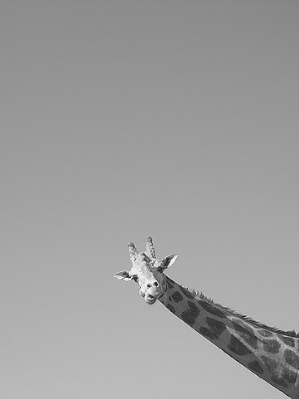 Giraffe peeking over a ledge for Other e-reader wallpaper or screensaver featuring giraffe and animal and more