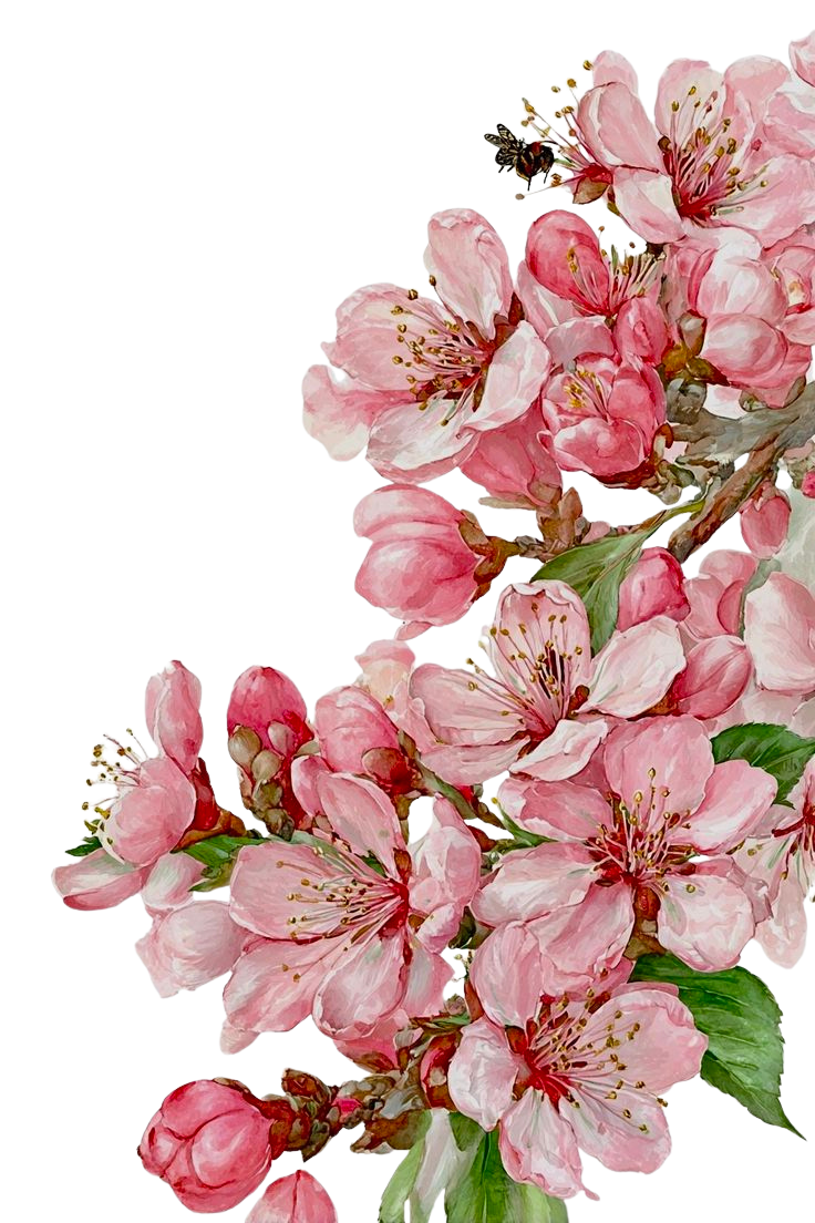 Cherry Blossoms for Kobo Clara e-reader wallpaper or screensaver featuring nature and flower and more