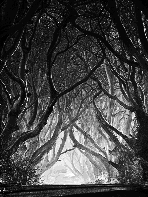 Dark Hedges trees for Other e-reader wallpaper or screensaver featuring trees and forest and more