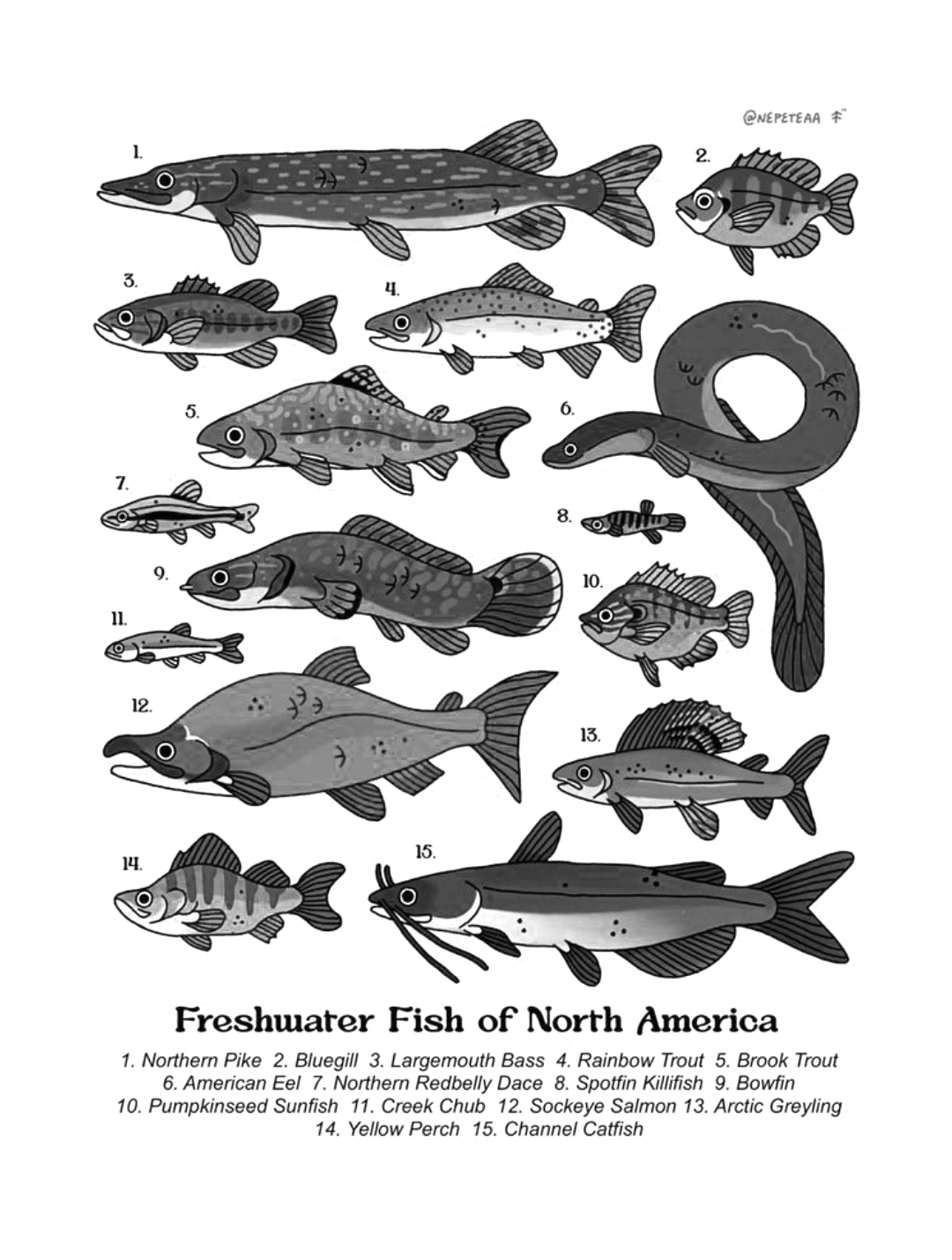 Freshwater Fish of North America Illustration for Other e-reader wallpaper or screensaver featuring fish and illustration and more