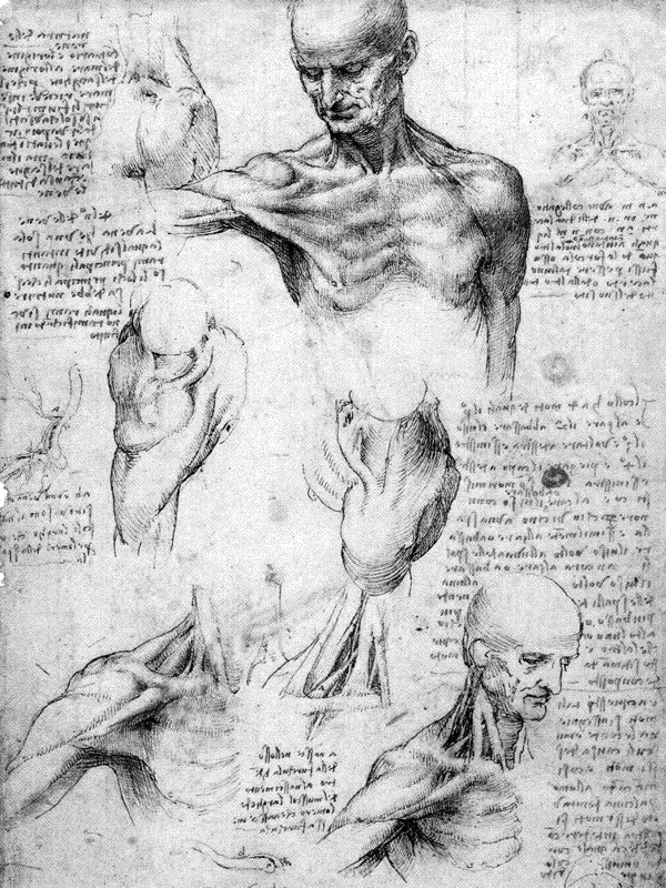 Leonardo da Vinci anatomical study of human musculature for Other e-reader wallpaper or screensaver featuring anatomy and drawing and more