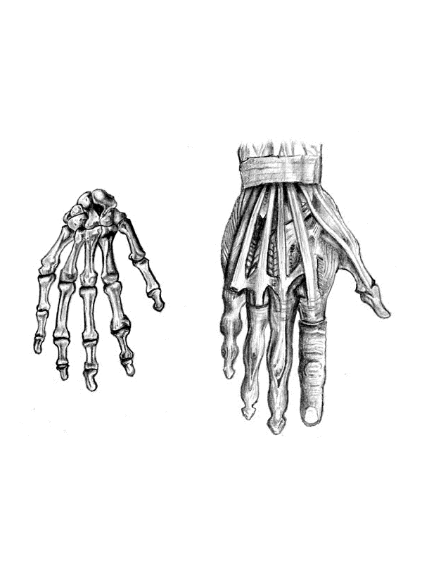 Anatomy of the human hand skeleton and muscles for Other e-reader wallpaper or screensaver featuring anatomy and hand and more