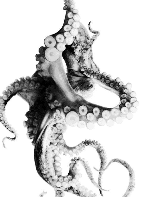 Black and White Octopus in Motion for Other e-reader wallpaper or screensaver featuring octopus and marine-life and more