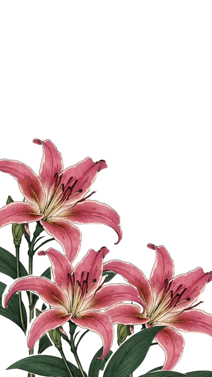 Pink Lilies for Kobo Clara e-reader wallpaper or screensaver featuring nature and flowers and more