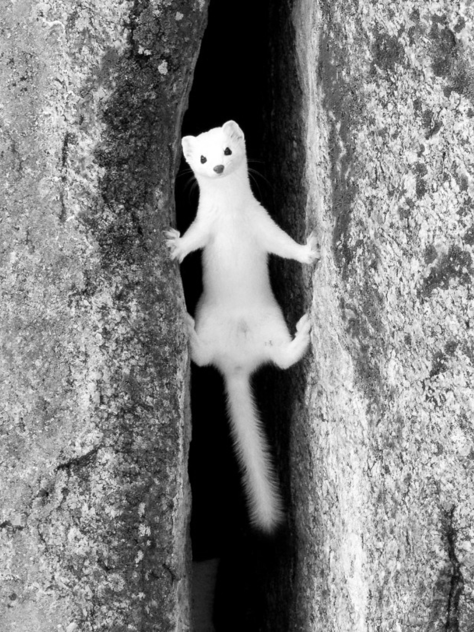 Weasel emerges from a rock crevice for Other e-reader wallpaper or screensaver featuring weasel and animal and more