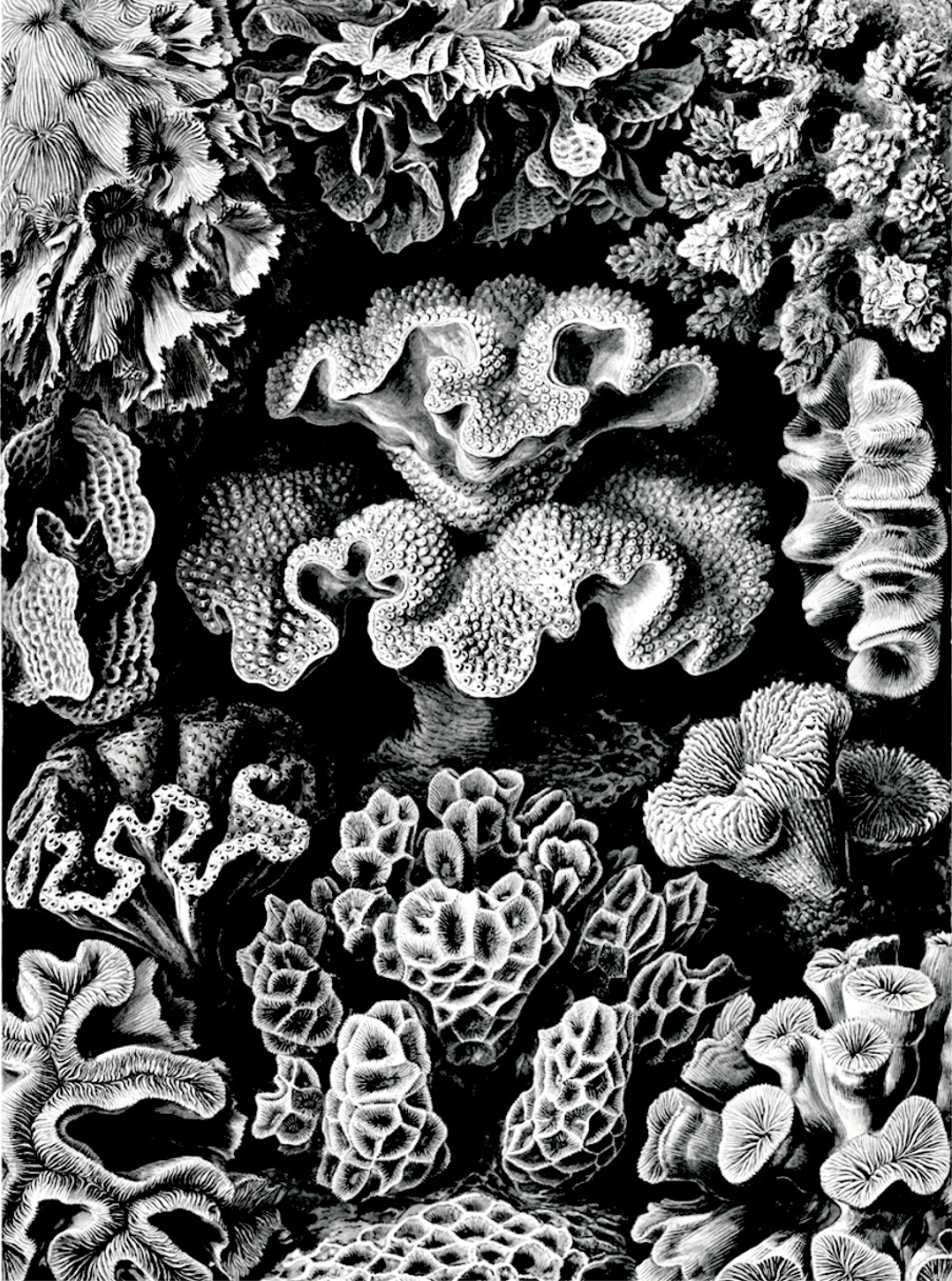Black and White Coral Reef Illustration for Other e-reader wallpaper or screensaver featuring coral and illustration and more