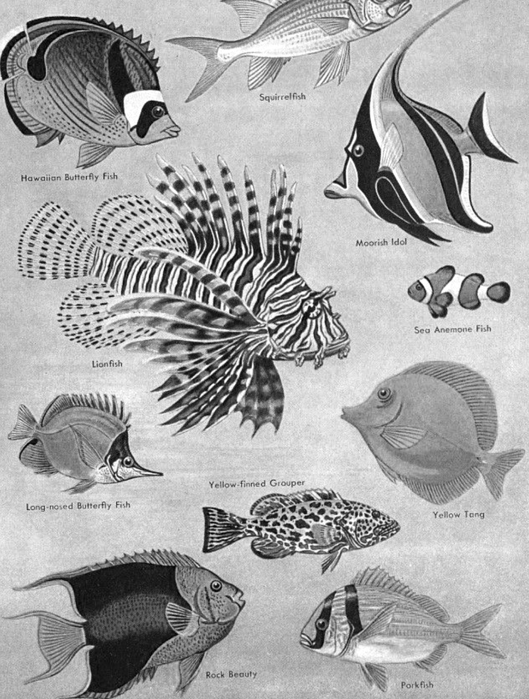 Illustration of various tropical marine fish species for Other e-reader wallpaper or screensaver featuring fish and marine and more