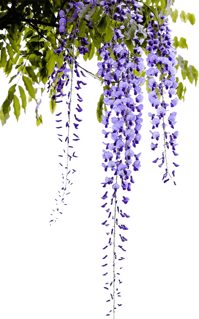 Wisteria Plant for Kobo Clara e-reader wallpaper or screensaver featuring flower and wisteria and more