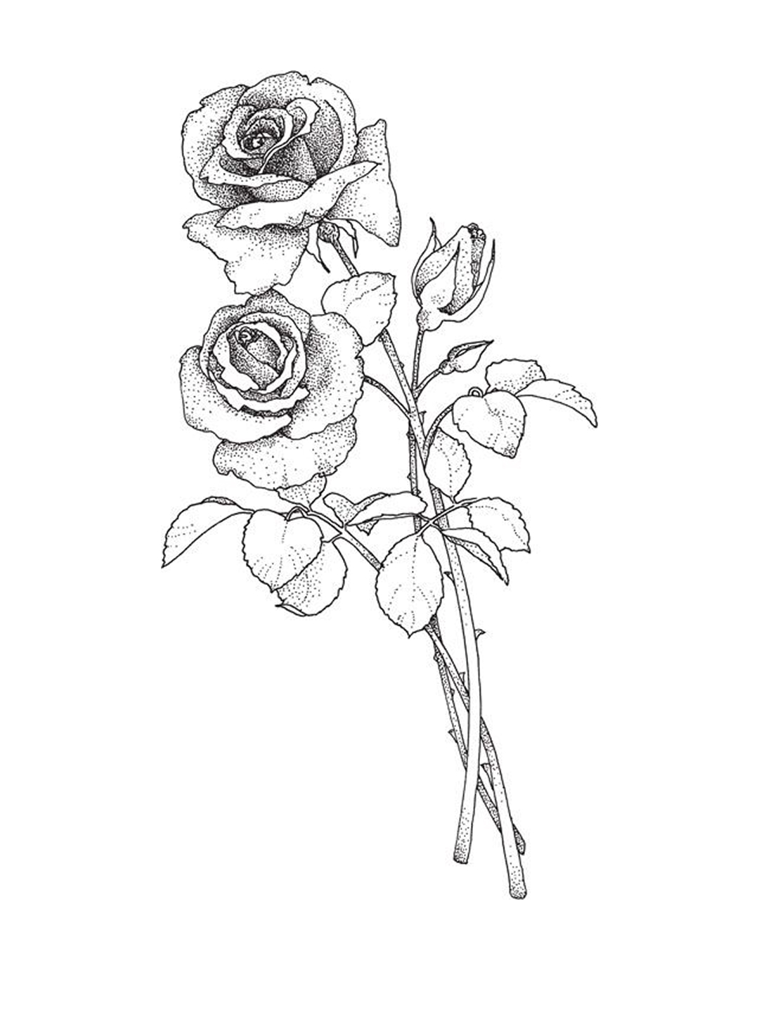 Line drawing of roses and buds for Other e-reader wallpaper or screensaver featuring roses and botanical and more