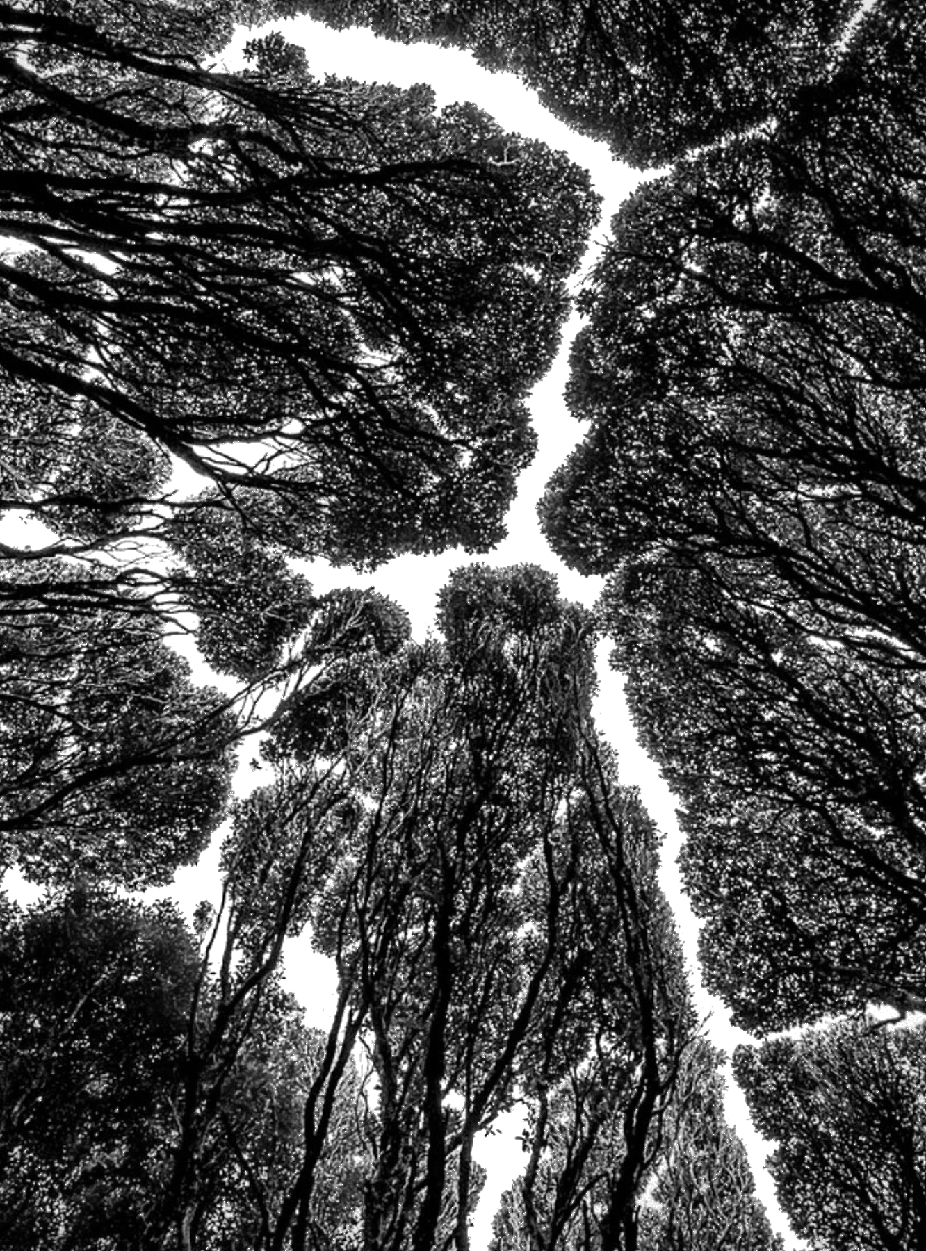 Looking up through dark forest canopy for Other e-reader wallpaper or screensaver featuring forest and canopy and more