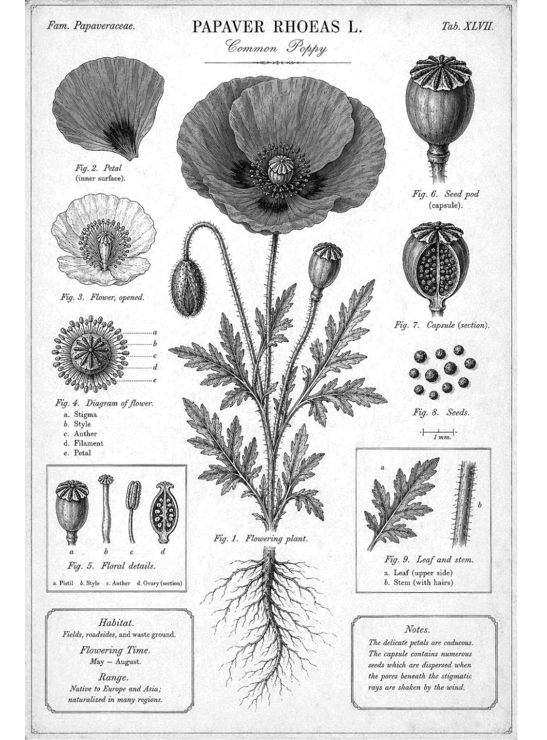 Poppy botanical for Other e-reader wallpaper or screensaver featuring black and white and poppy and more