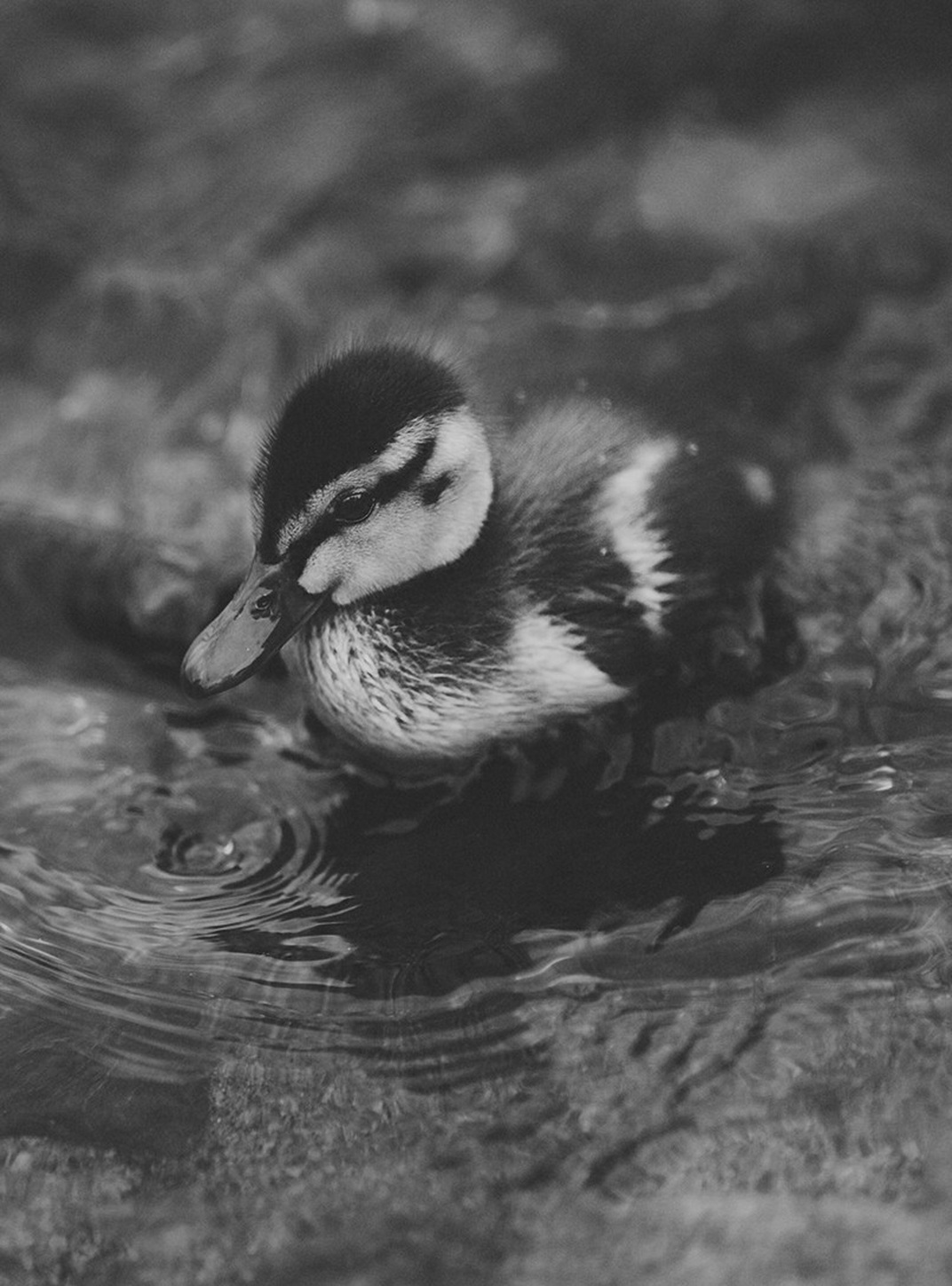 Monochrome Duck for Kindle Paperwhite e-reader wallpaper or screensaver featuring duck and ducks and more