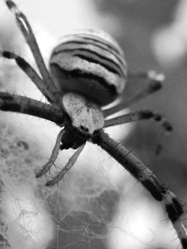 Close up of a striped spider on its web for Other e-reader wallpaper or screensaver featuring spider and web and more