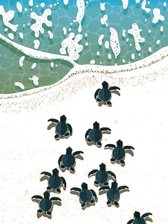 baby turtles for e-reader e-reader wallpaper or screensaver featuring animal and nature and more