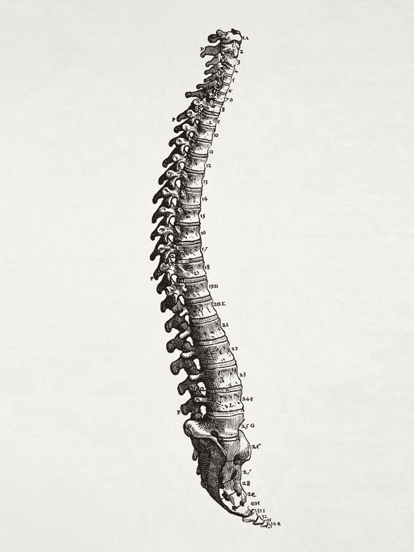 Vintage Human Spine Illustration for Other e-reader wallpaper or screensaver featuring spine and anatomy and more