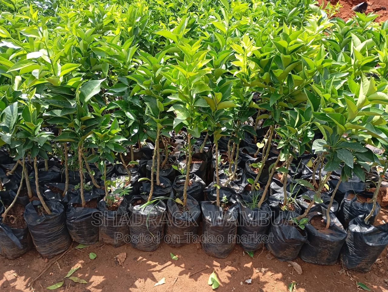 Consultancy Services 2