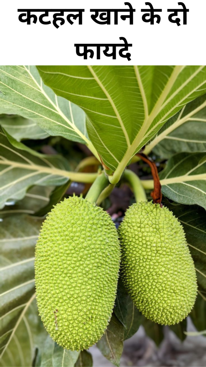 Two benefits of eating jackfruit