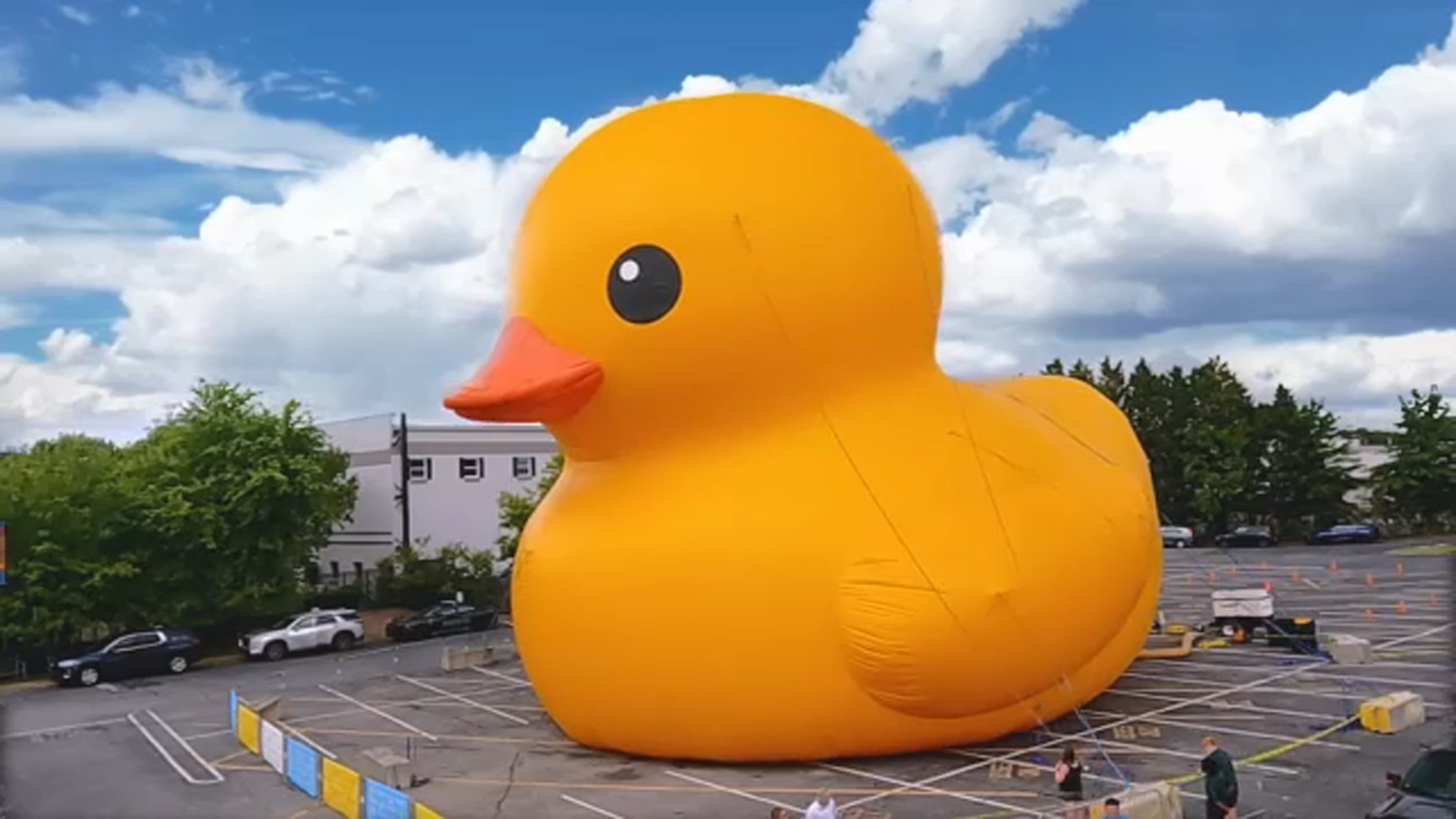 Worlds largest duck