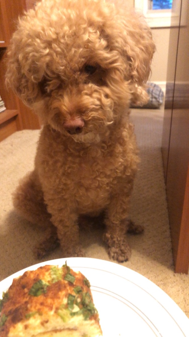 My dog