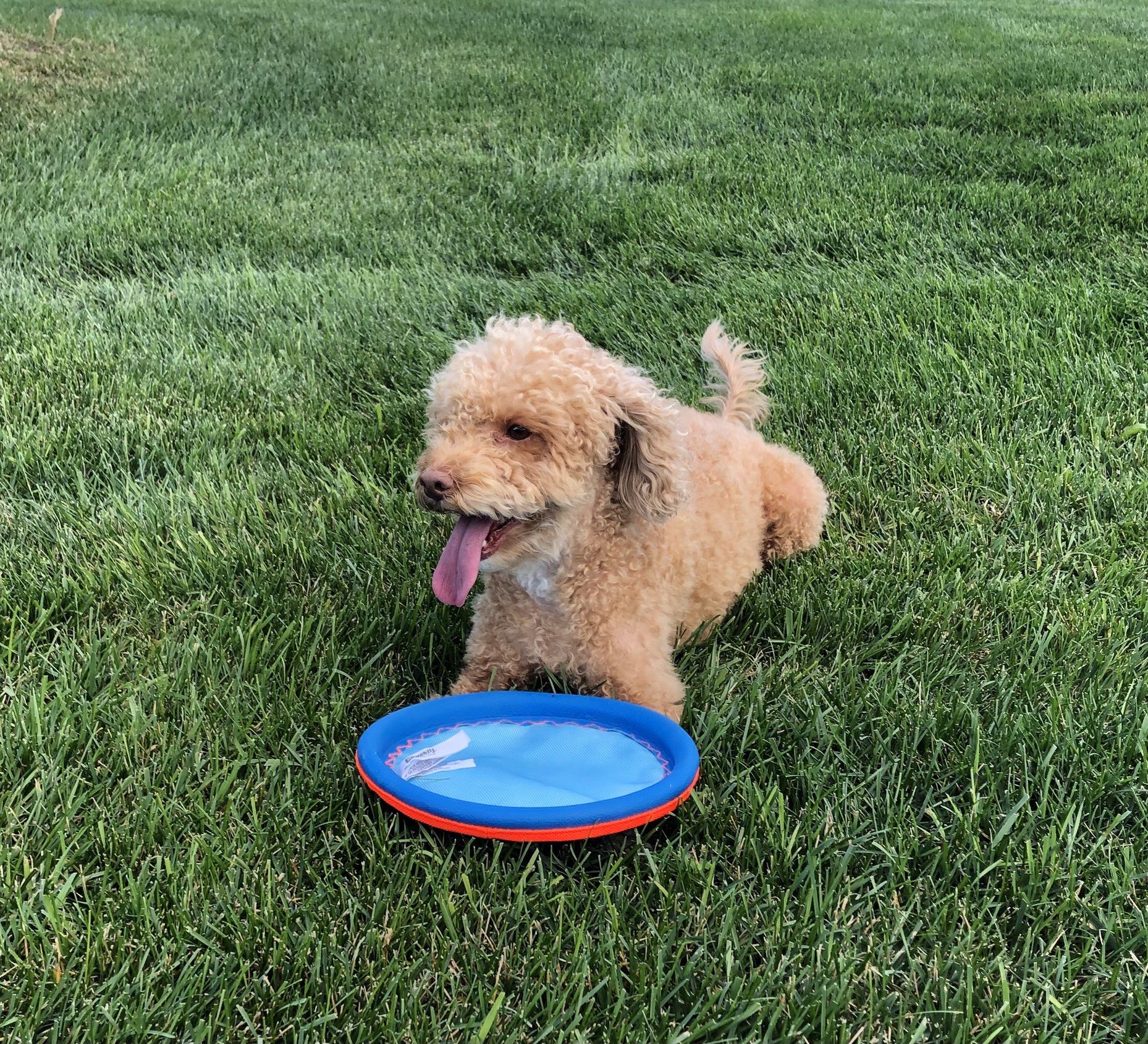 My dog