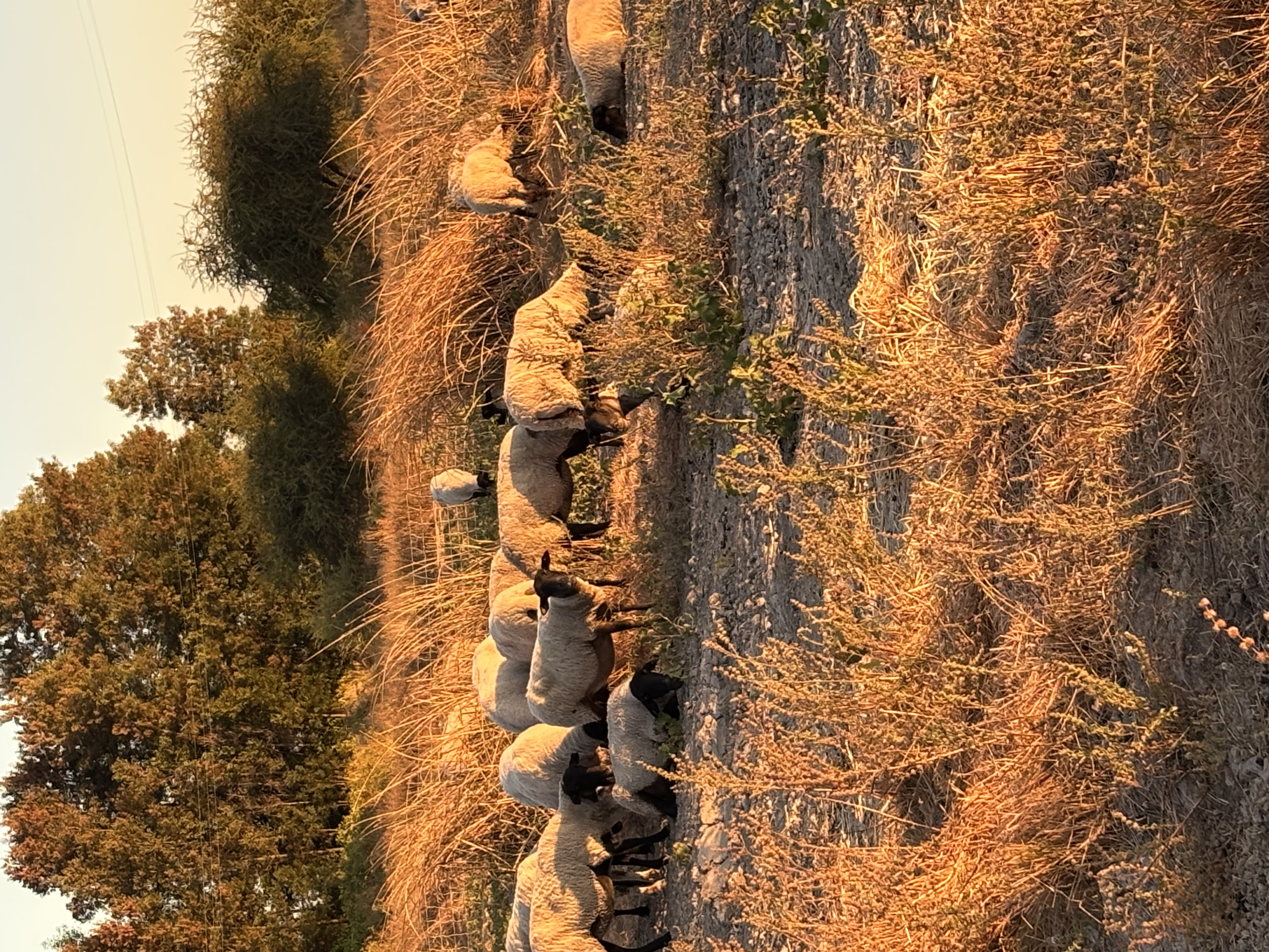 NomadePastores's background