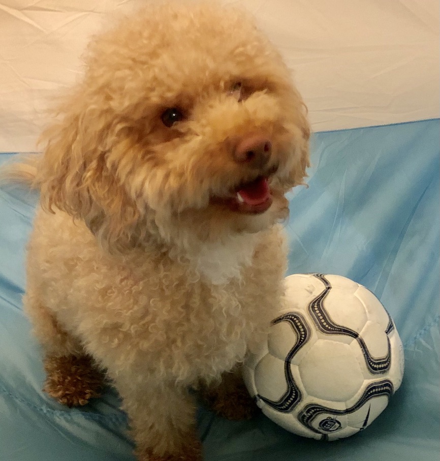 My dog