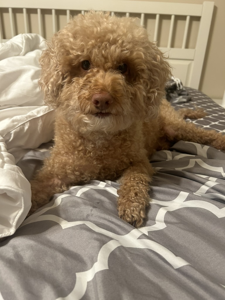 My dog