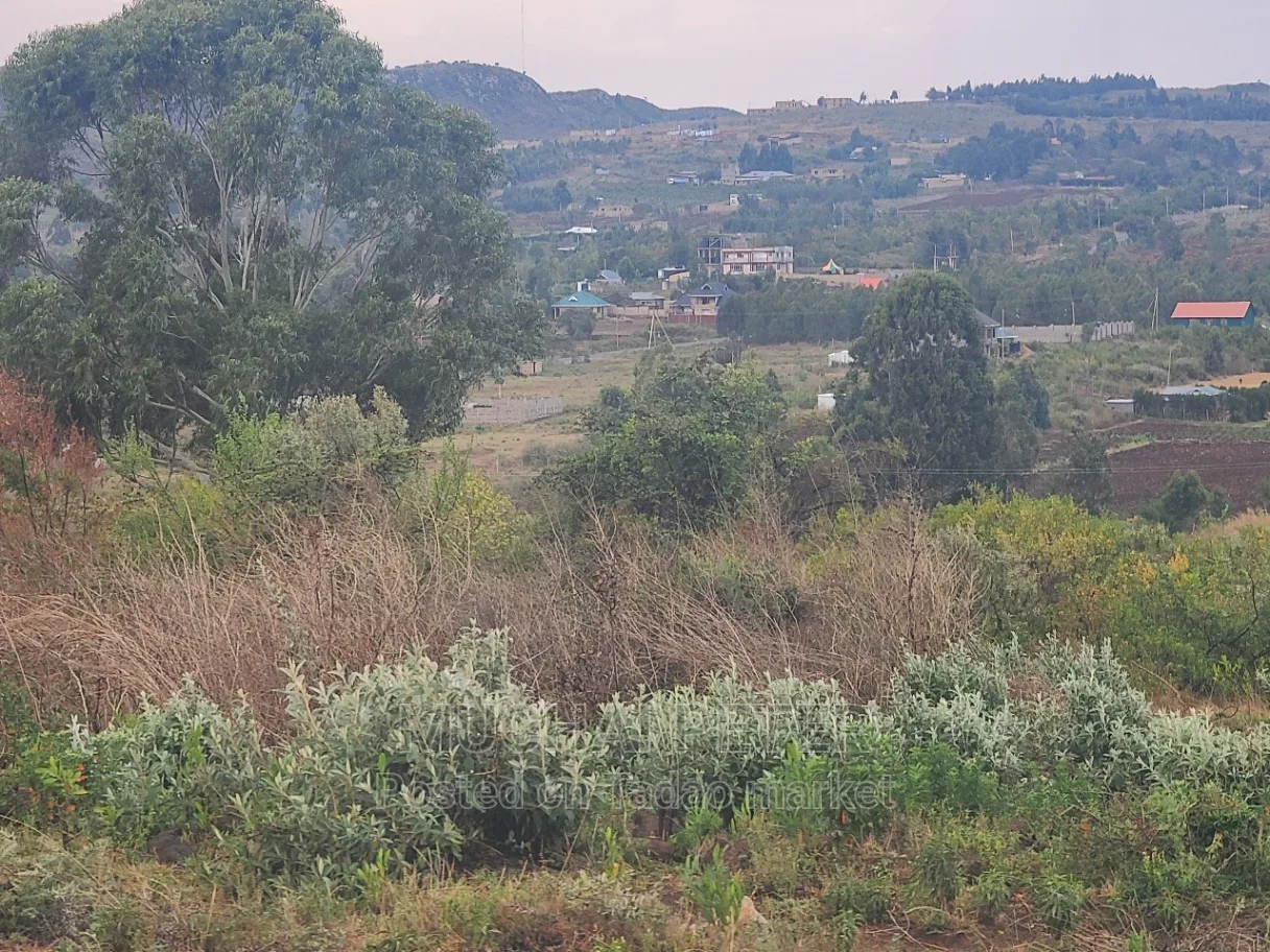 Kamangù, Ndigù-inì - Prime Plot 11