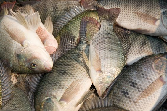 MADE IN CHINA: WHY YOU SHOULDN’T EAT TILAPIA