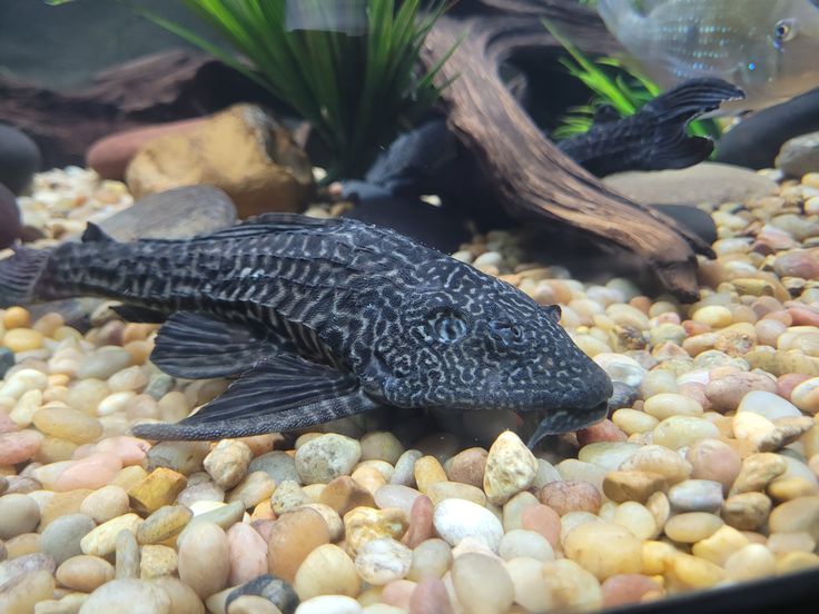 Suckermouth Catfish