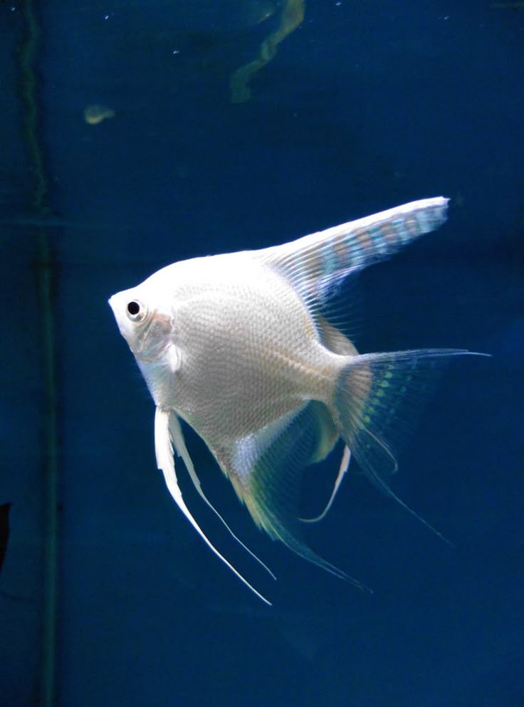 Angelfishes