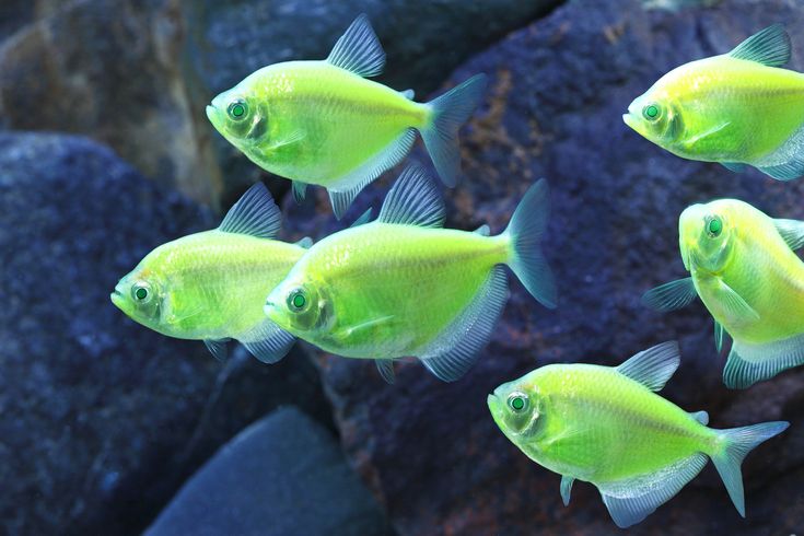 Glo Tetra