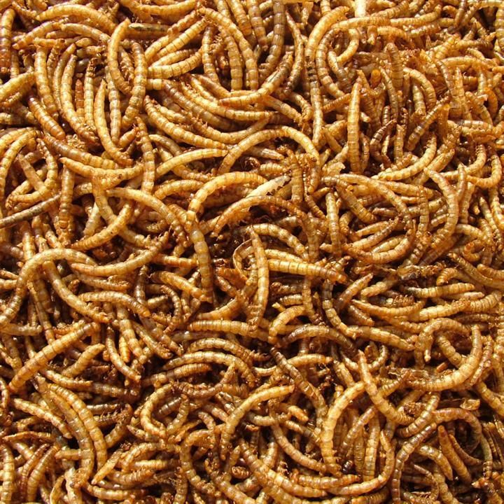 Dry Worms