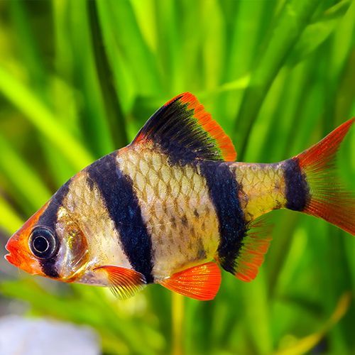 Tiger Barbs