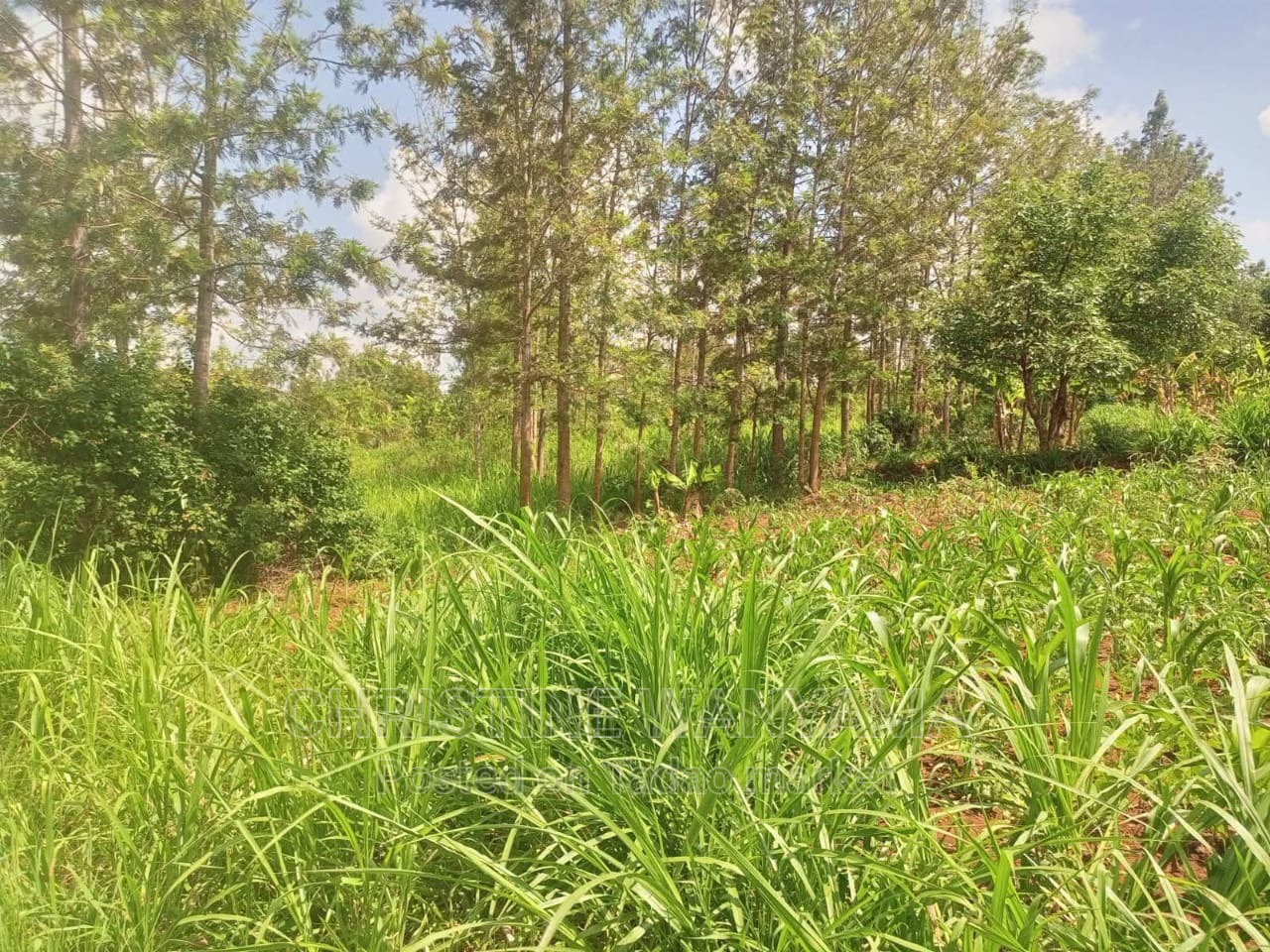 Mixed Land for sale 3