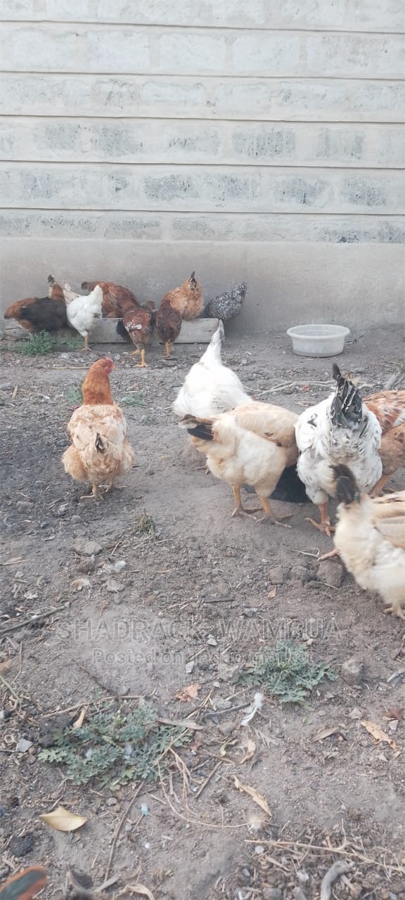 Chicken for sale 2