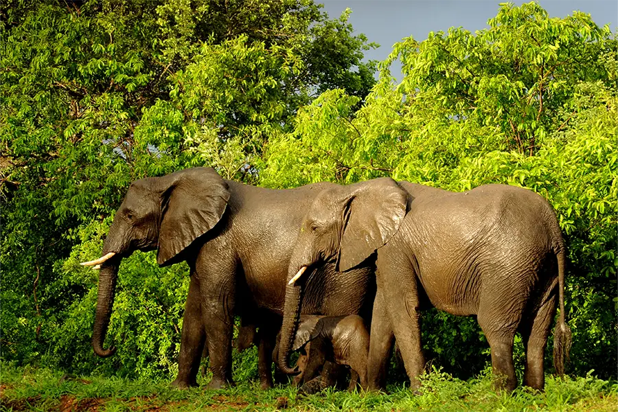 Ethiopia Wildlife Tour Package 
