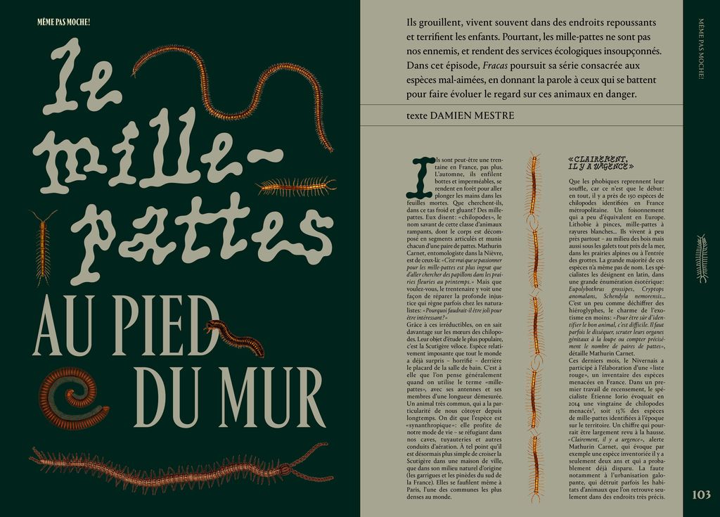 Fracas N3 - même pas moche, le mille-pattes au pied du mur