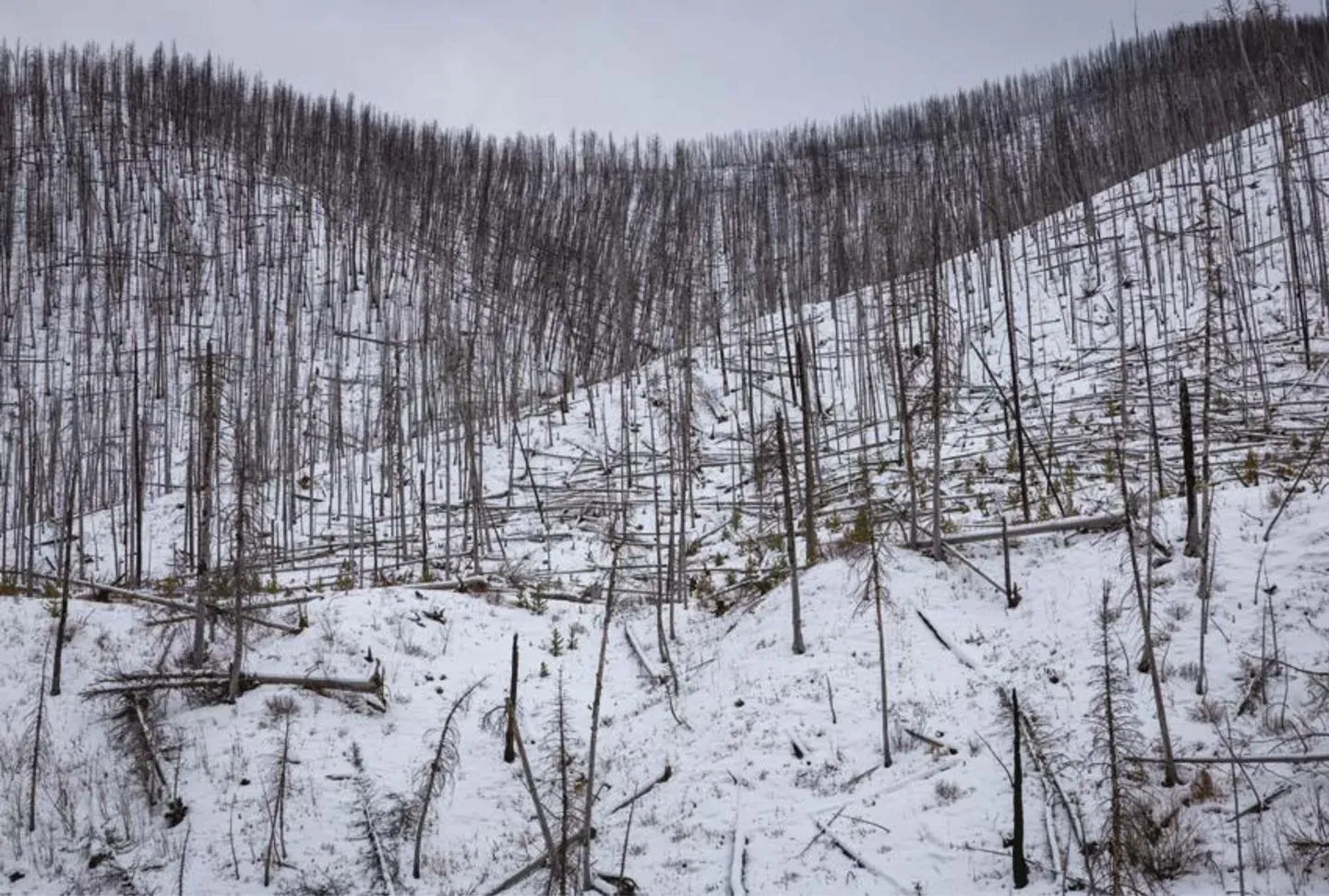 Les discours climato-négationnistes se heurtent à la réalité. Ici, la forêt nationale Bridger-Teton a été dévastée par un incendie en 2024.