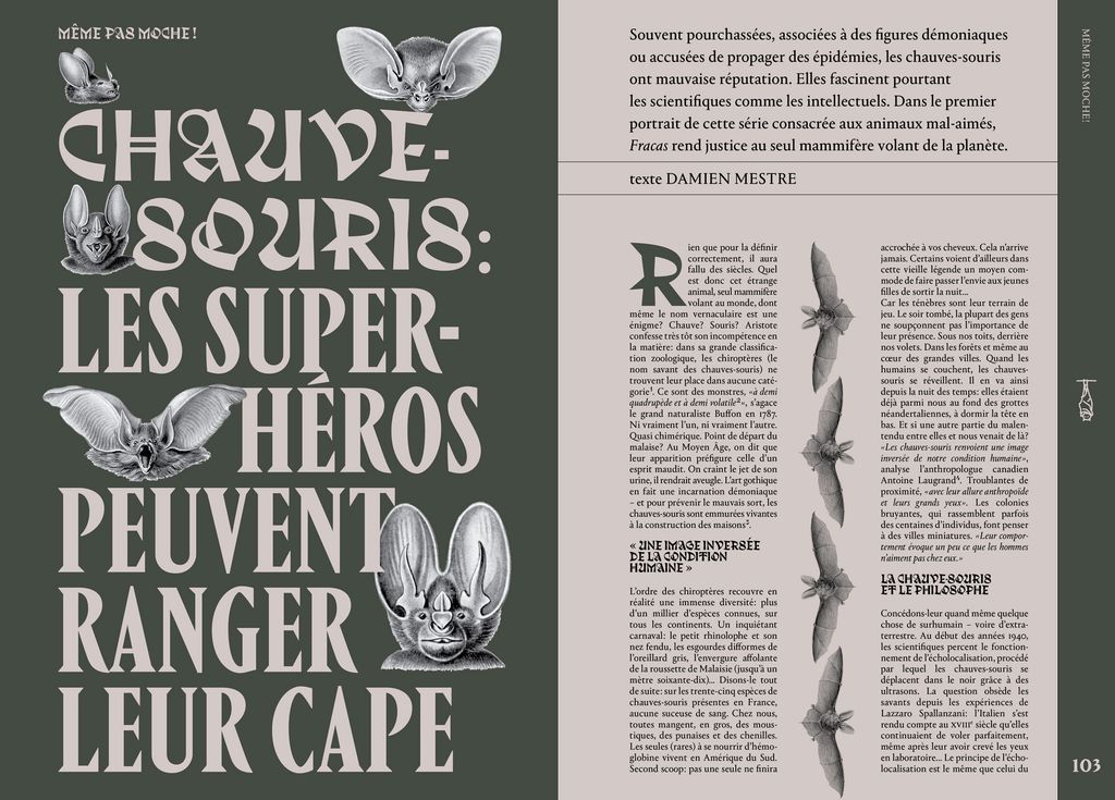 Fracas N°1 : rubrique même pas moche sur la chauve-souris