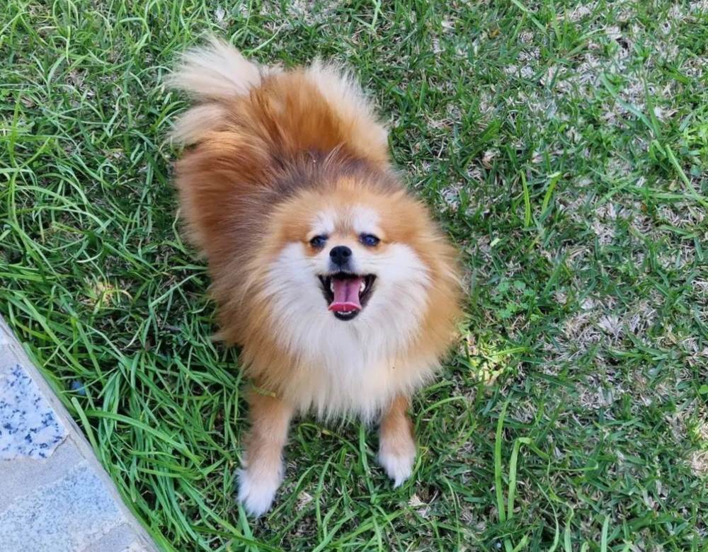 Mãe: Fifi