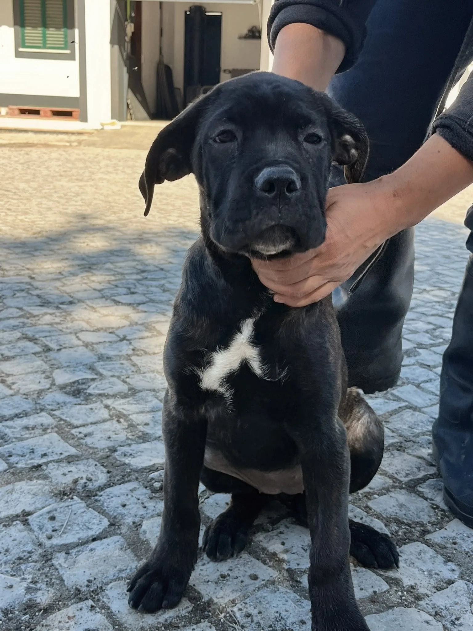 Stella Bellator Cali