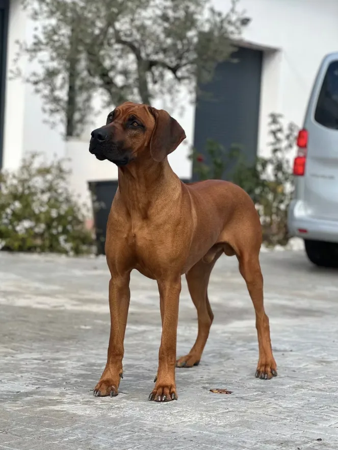 Pai: Bentley Caruso Masasi