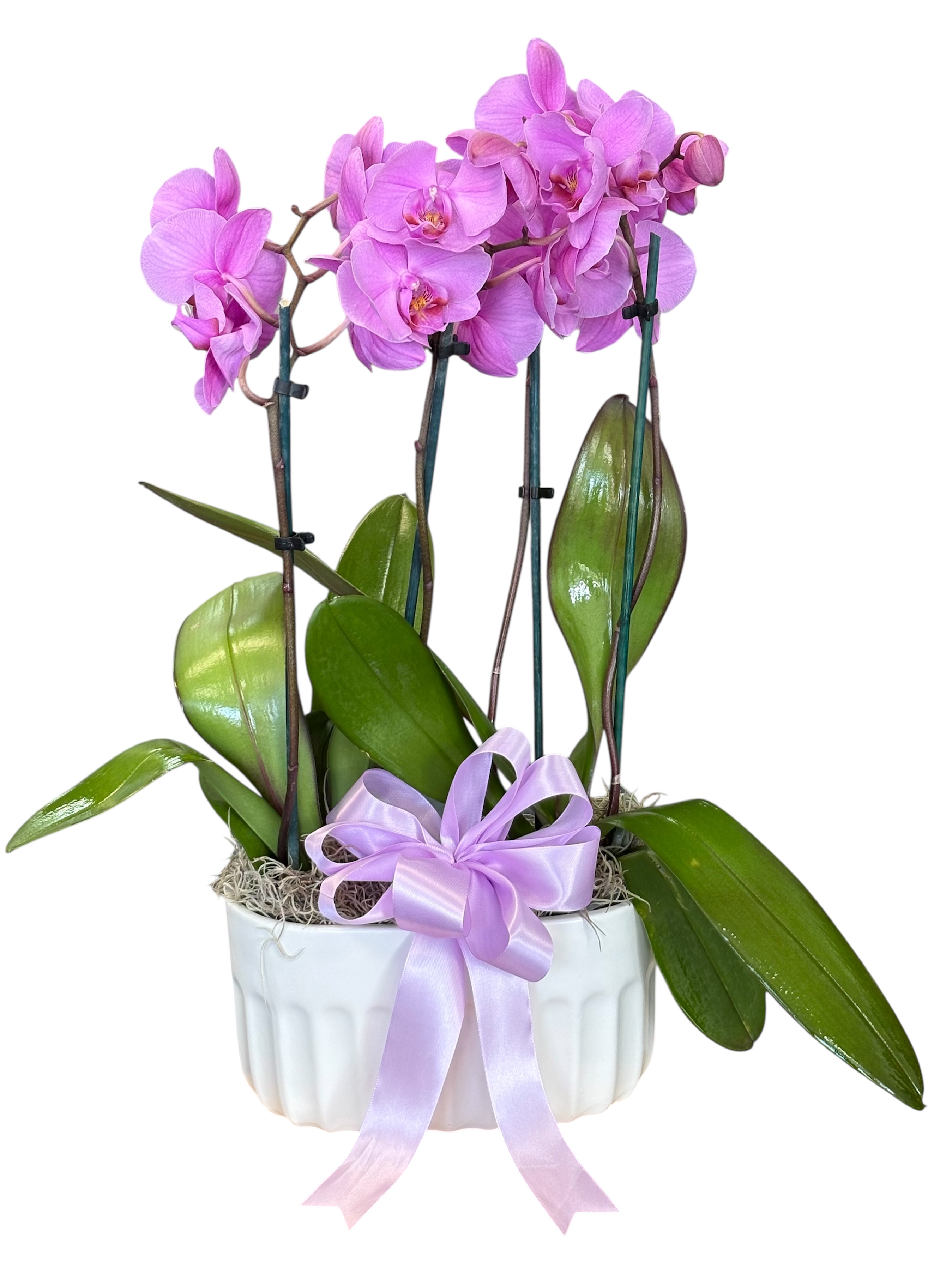 Architectural Orchid - plants flower arrangement